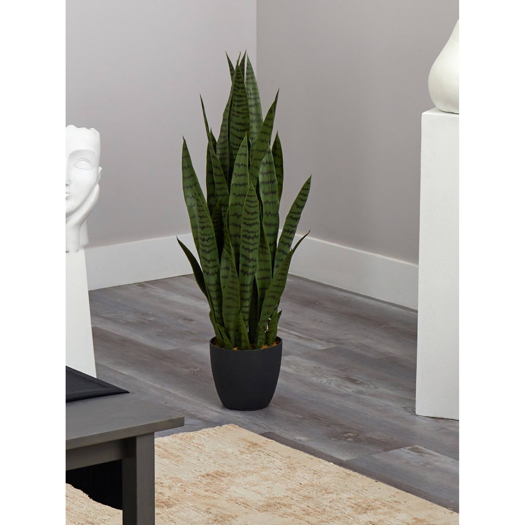 3ft. Potted Green Snake Plant